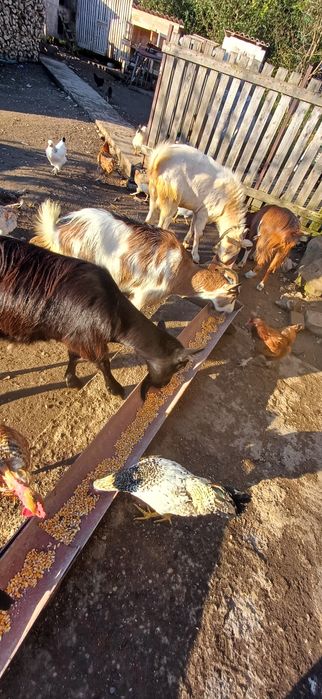 De vânzare 3 capre si un țap sannen