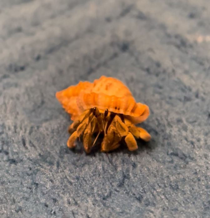 Продам Раков-крабов отшельников