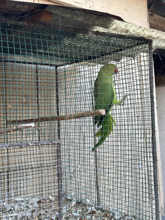 Femela micul alexandru