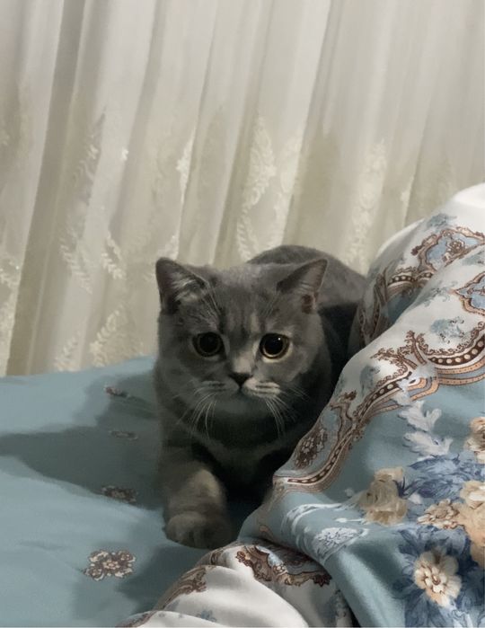 SCOTTISH STREET кошка британская