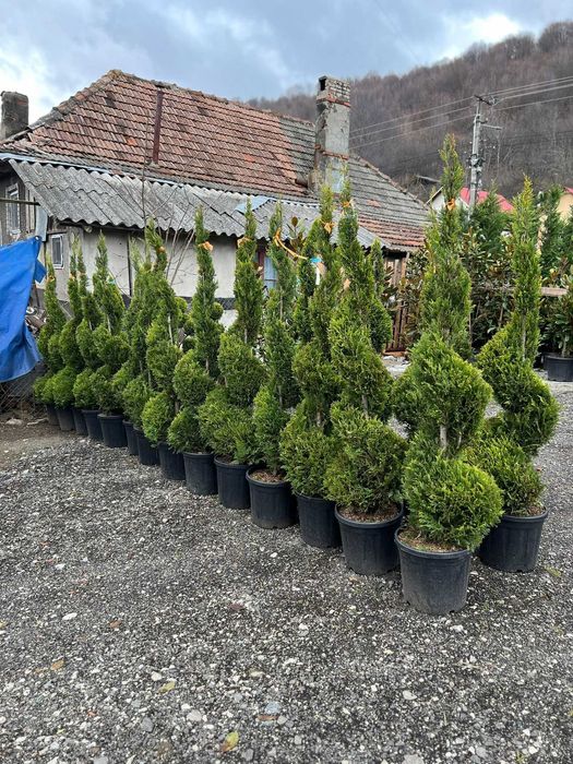 Maslin secular   plante