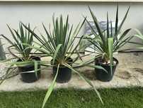 yuca filamentosa