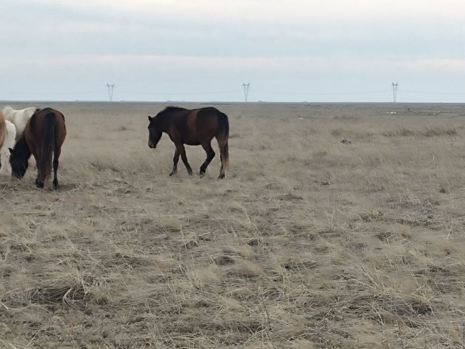 Продам кобылу...