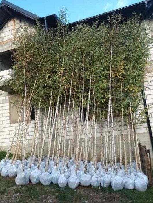 Artar roșu japonez – decor elegant, transport și montare inclusă