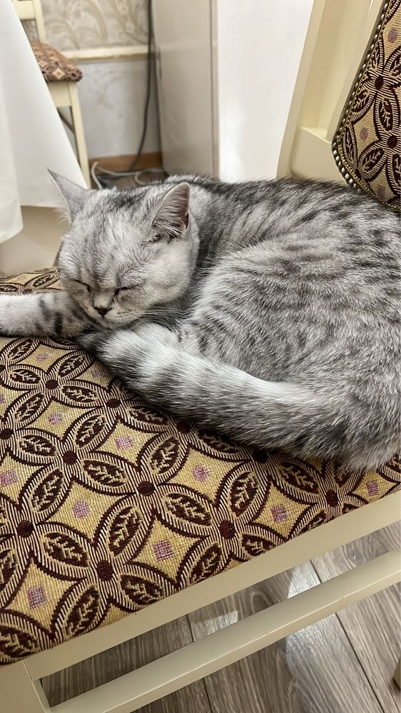 Котенок 7 месяцев