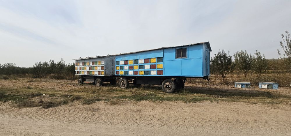 Asalari tirkamasi pavilon