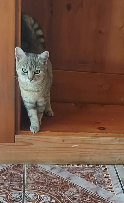 Donez pisicute de cateva luni