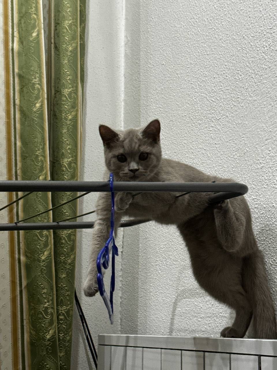 Скотиш Страйт кошка девочка 5 месяцев