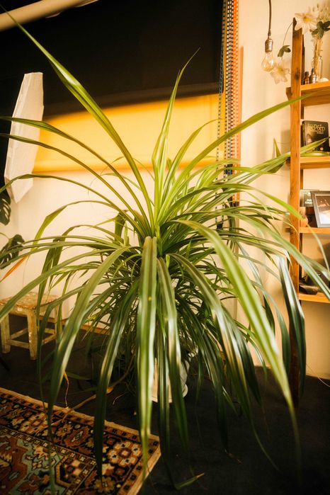 Большое комнатное растение панданус