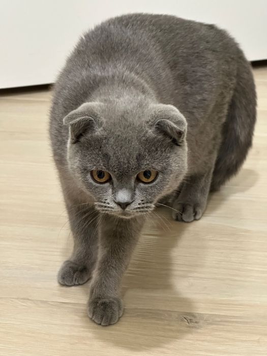 Кот, 6 месяцев, скоттиш фолд. Мальчик.