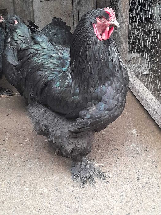 Pasari Brahma Ayam Cemani