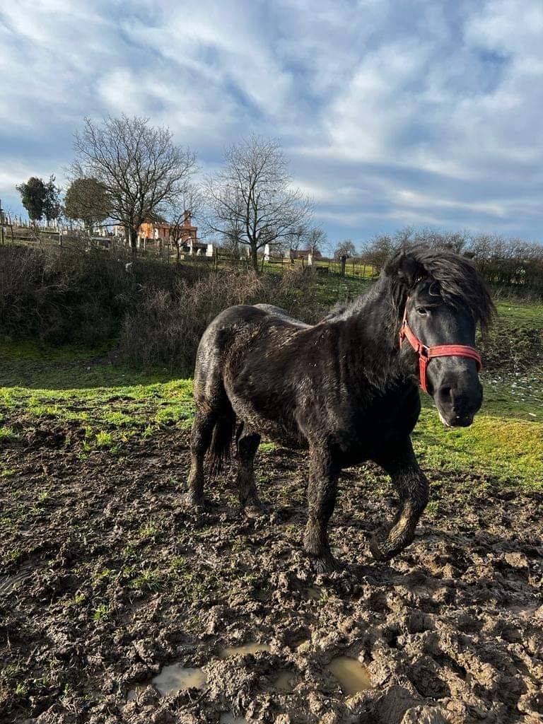 De vânzare mânz în vârstă de 2/3 ani