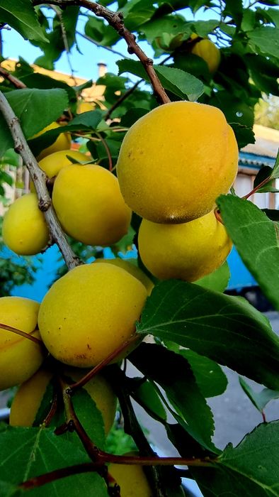 Продам саженцы абрикоса