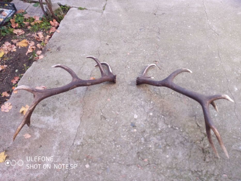 Еленови рога чифт от Средна гора