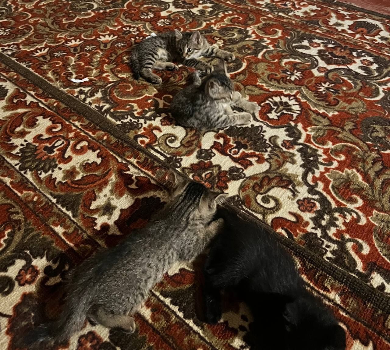 Отдам котят в хорошии руки.
