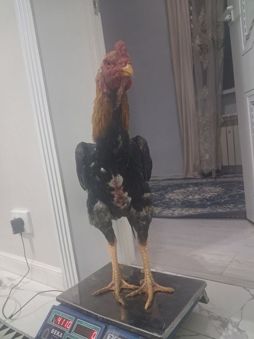 Дакан 30000 срочно