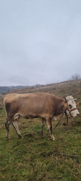 Vaca si vitea ( montata cu angus)