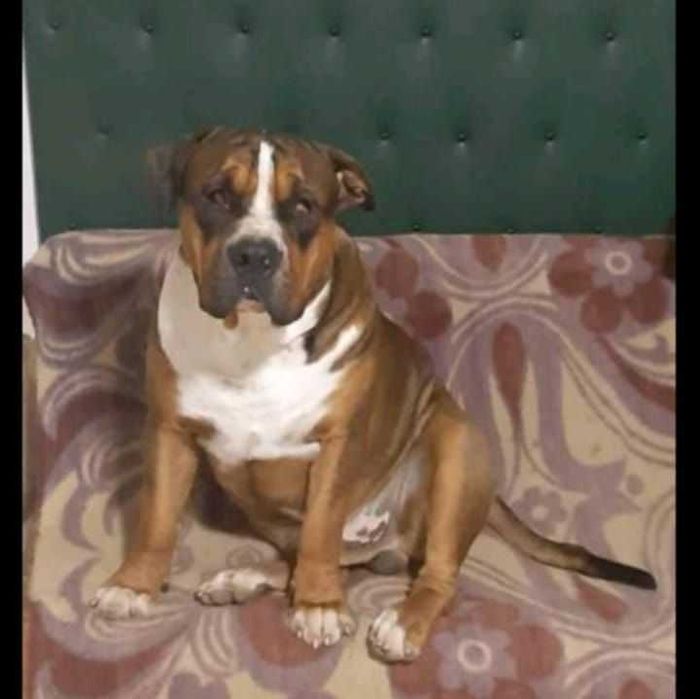 Подарявам английски булдог