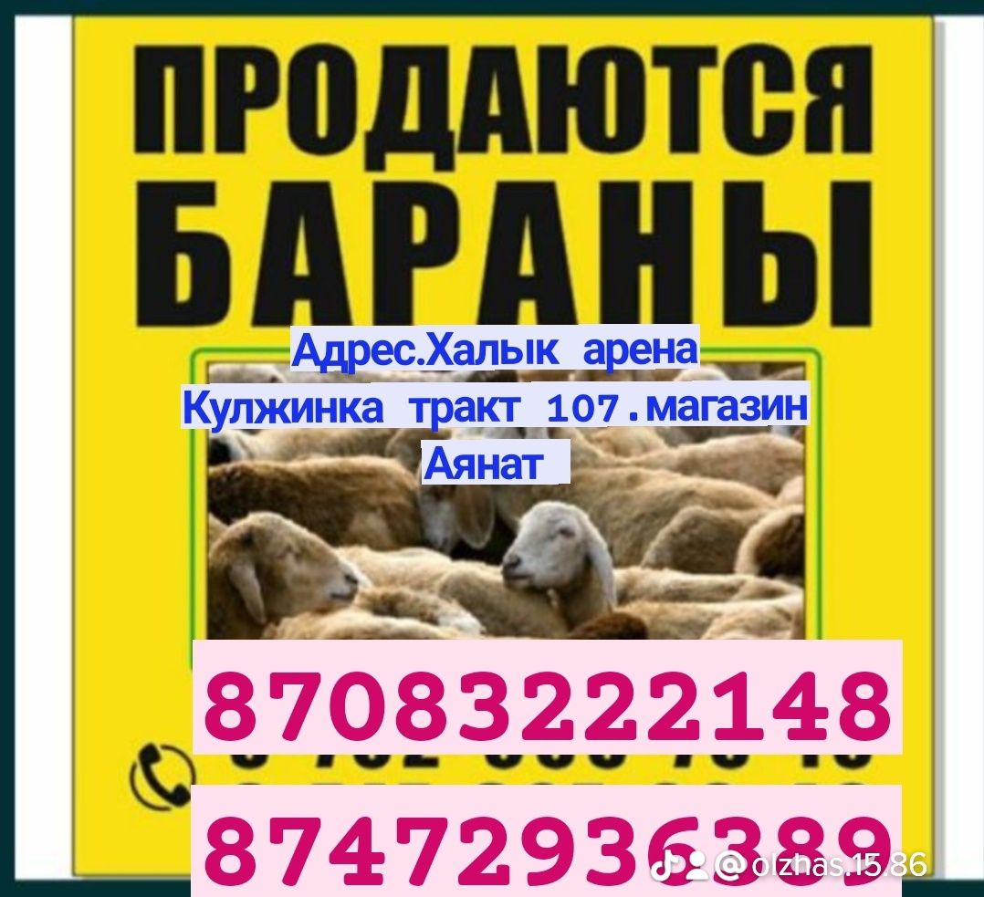 Кой Бараны токтушки продаётся 35000тысч г Алматы Доставка бесплатно ре