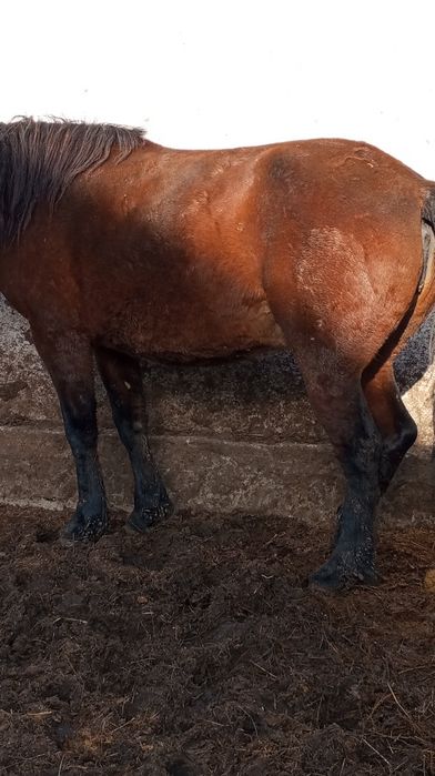 Продам бие с откорма.