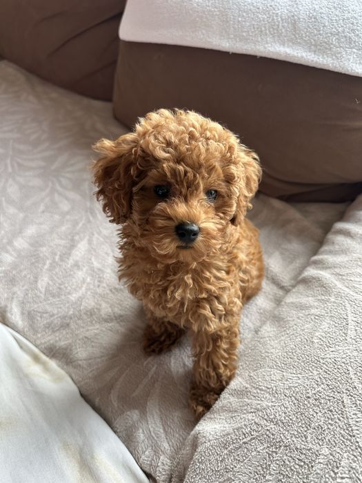 Продавам чистокръвен Той Пудел/Toy Poodle