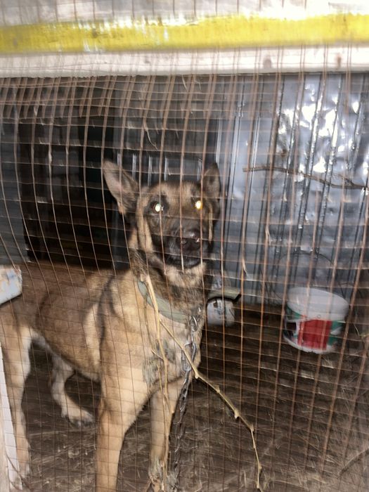 Бельгийская овчарка малинуа продам