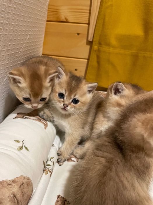 Шотландски и Британски котета златна чинчила