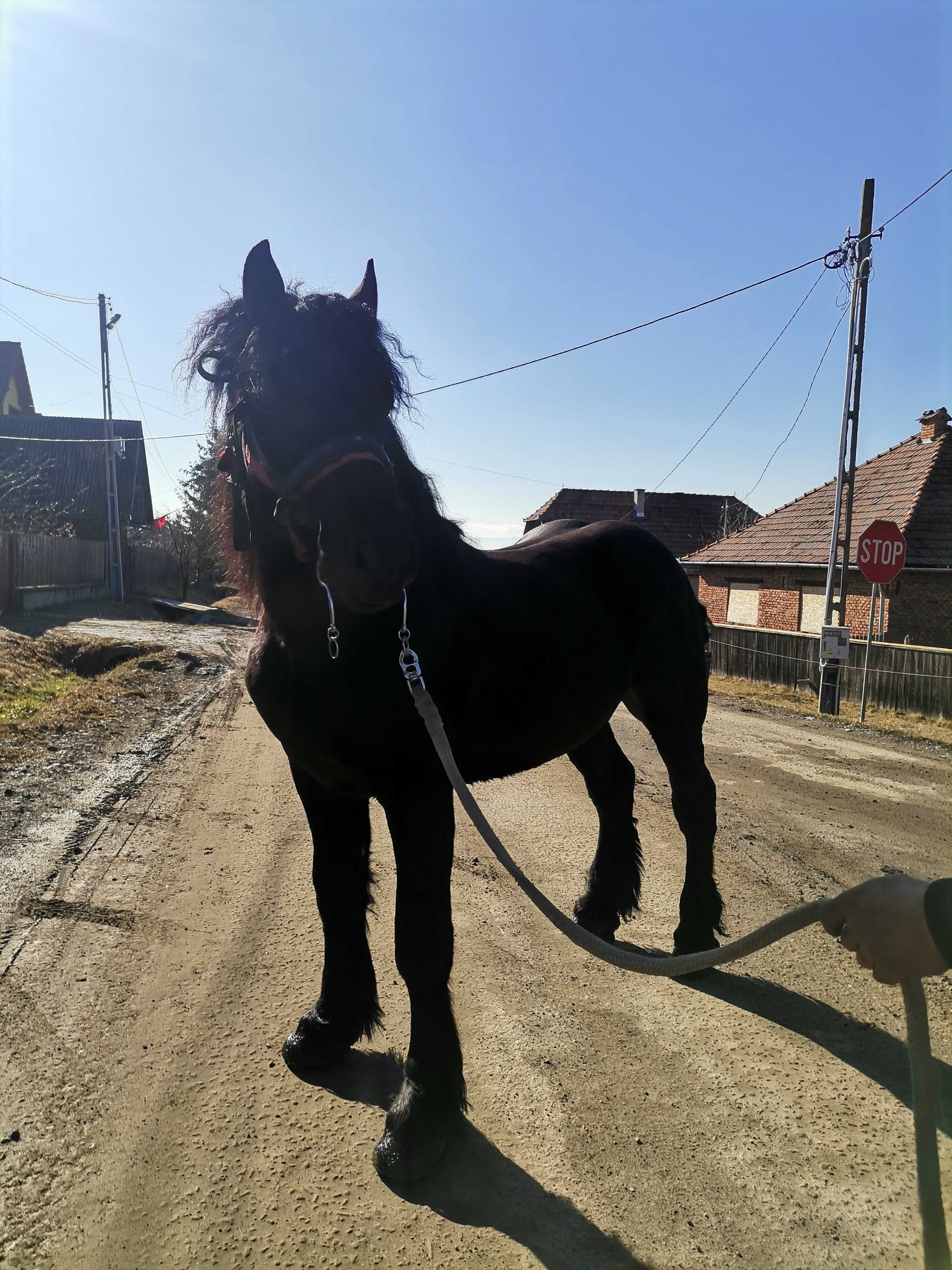 Vând armăsar de 2 ani și 6 luni