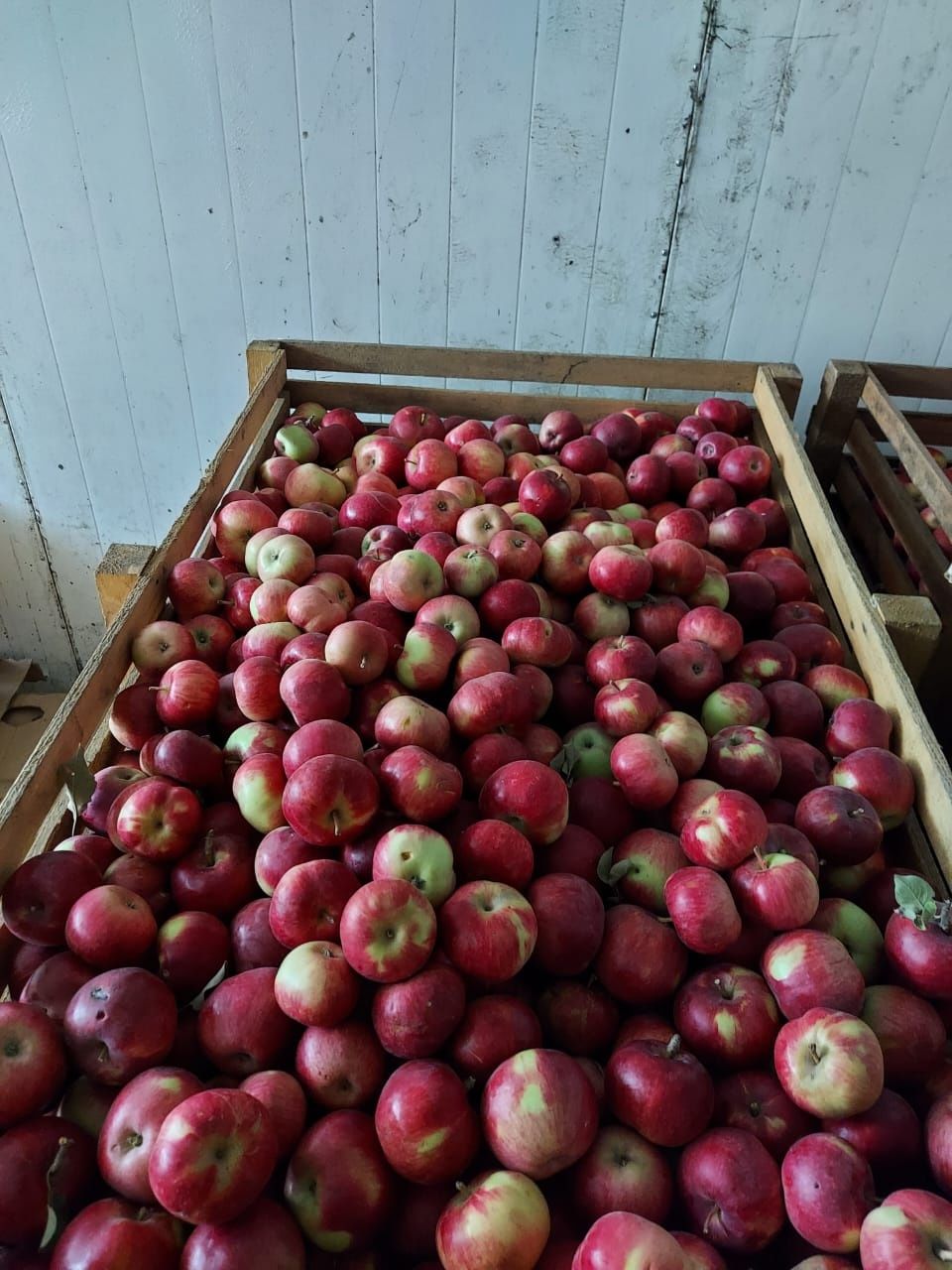 Продам ящики для хранения фруктов и овощей