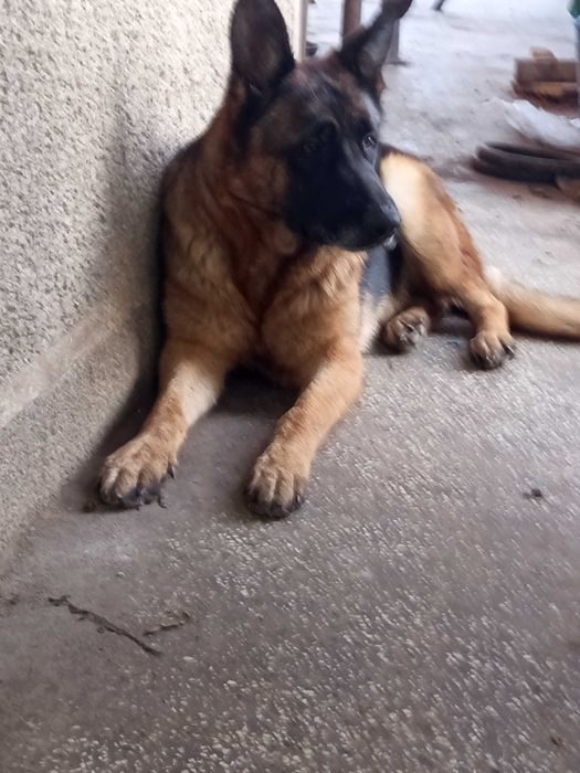 Продавам Немски овчарки