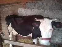 Vaca cu lapte de vânzare
