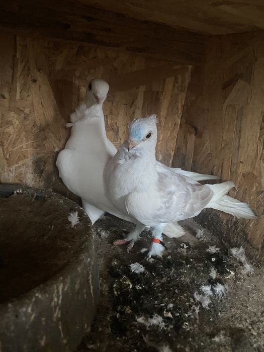 Porumbei misirlii pereche, se dau impreuna