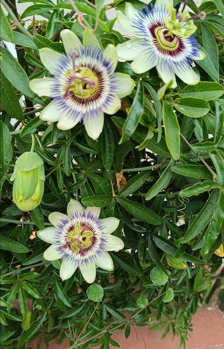 Стайни и балконски цветя