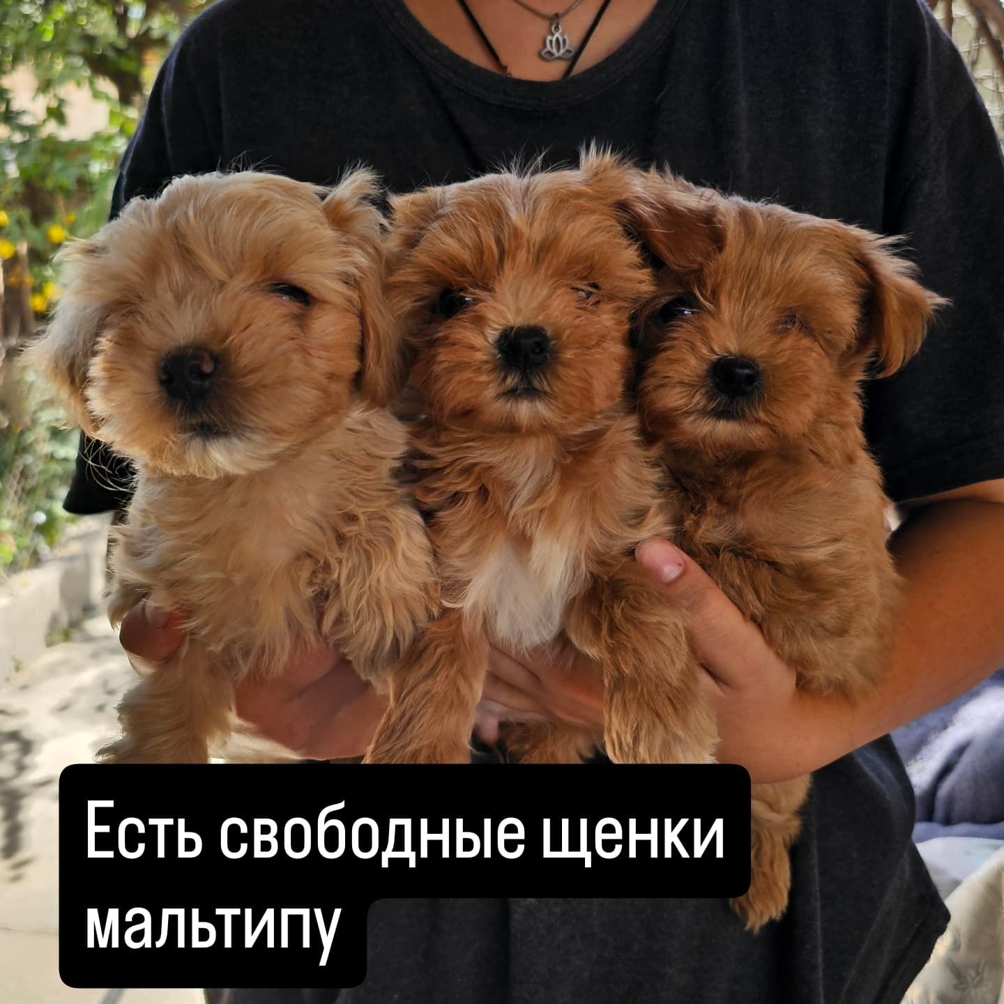 Микро мальтипу,шикарная девочка