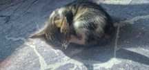 Котята крысоловы