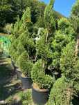 Plante ornamentale