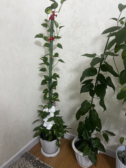 Продам комнатные цветы
