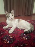 Отдам в хорошие руки