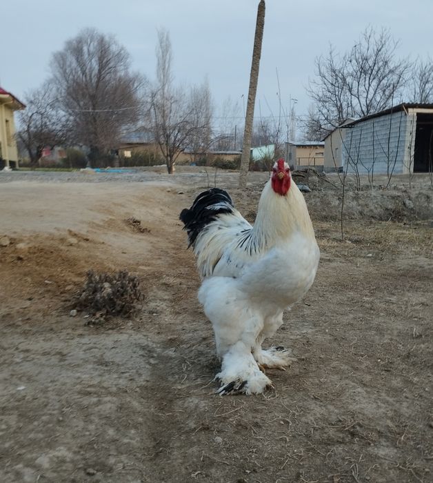 Berami zotli xoroz sotiladi