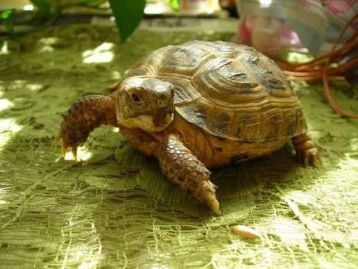 Сухопутная черепаха