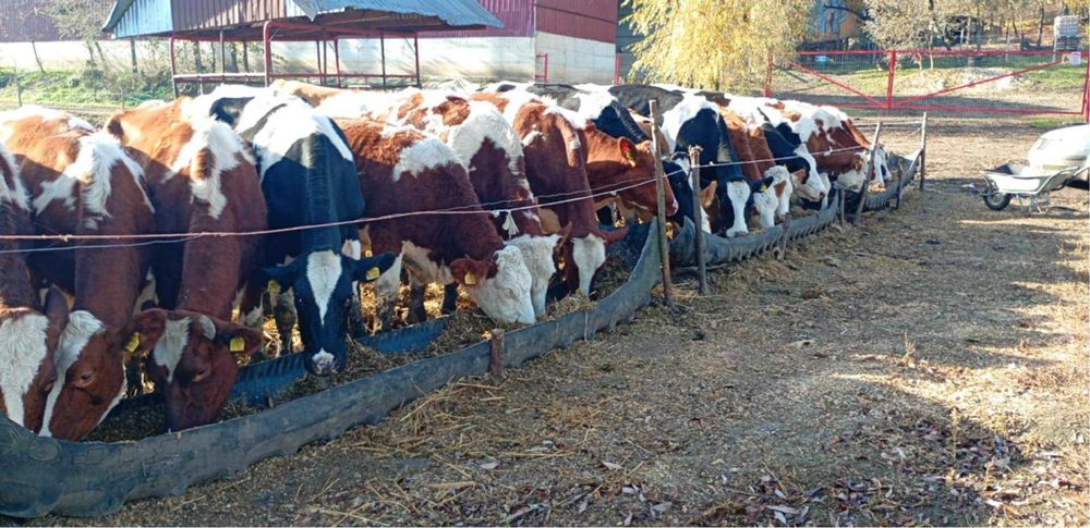 Vând junici gestante