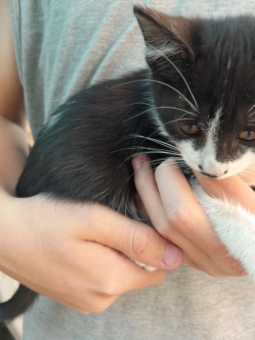 котята есть 4 штуки