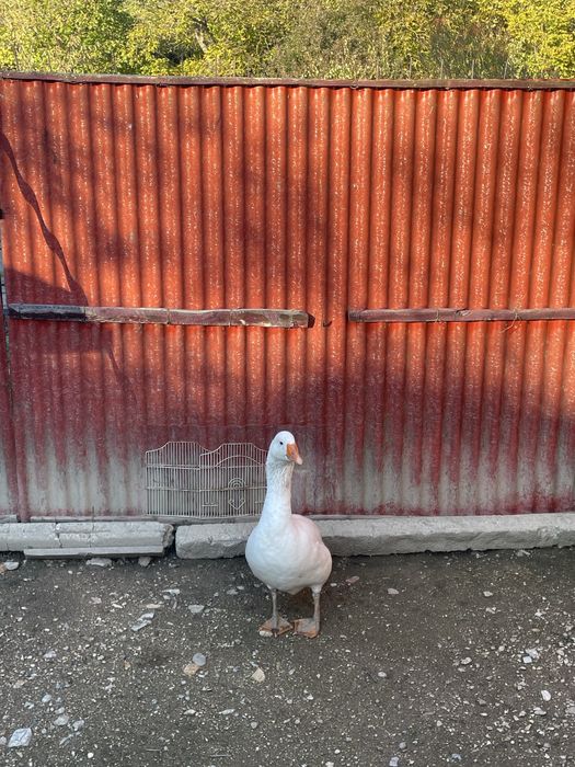 Vand gâscan de anul acesta