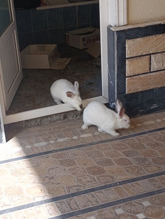 Quyon kalif 6 .7 oylik samka
