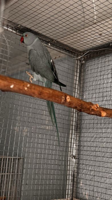 Toti qush papugay anjerella sotiladi kok nar