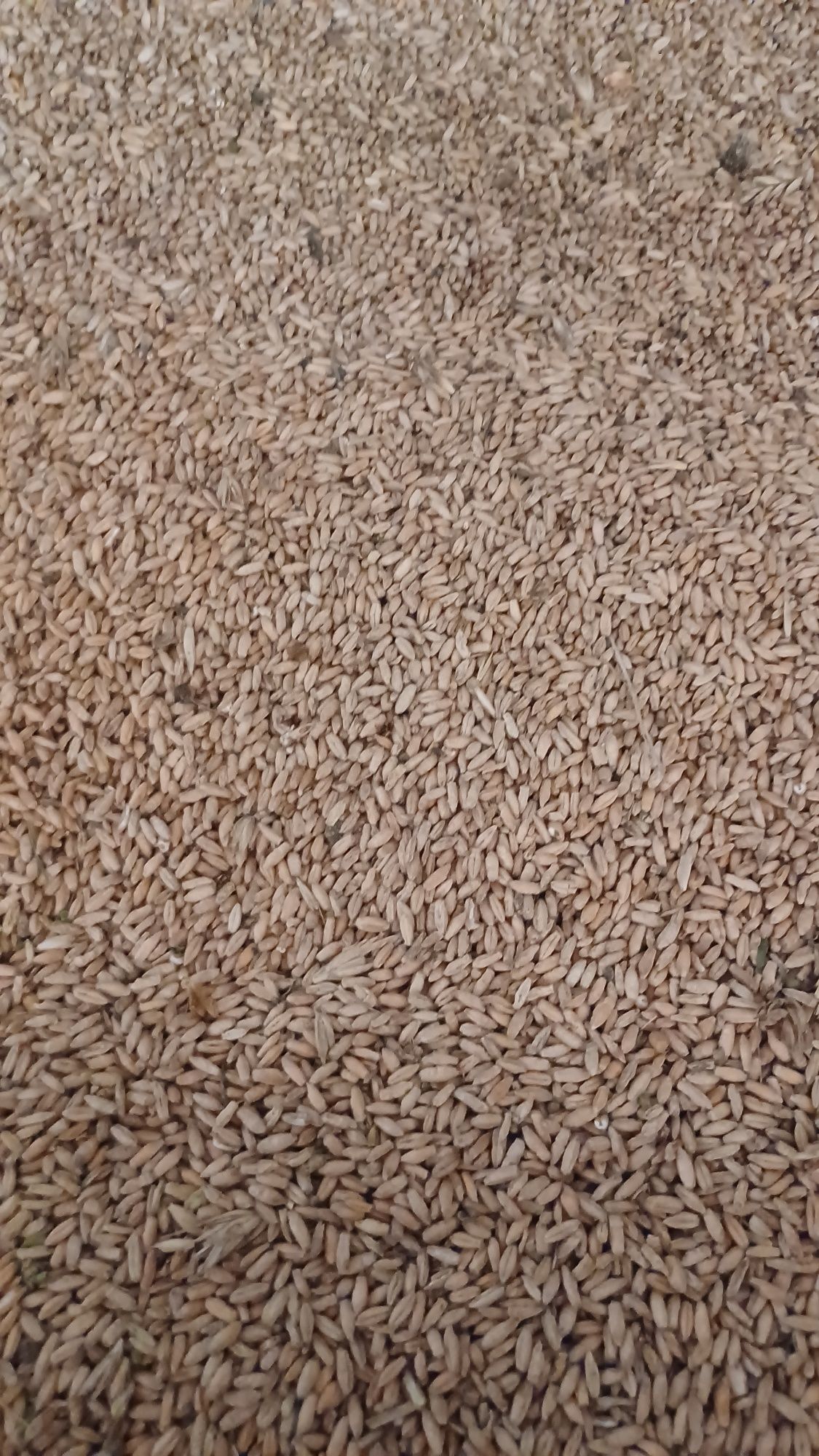 Vand triticale din anul 2023