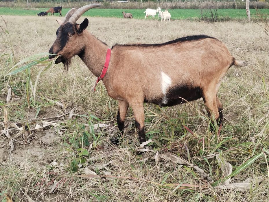 Capra alpina franceza