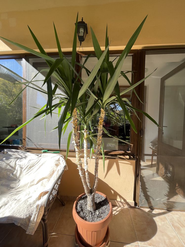 Planta ornamentala Yucca