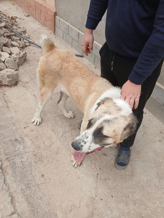 Ұрғашы алабай күшік сатылады