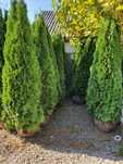 Vând tuia smaragd sau leylandii uriaș 4-5m/ gazon rulou